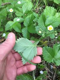 Attēlu rezultāti vaicājumam “Fragaria vesca leaf”