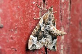 Attēlu rezultāti vaicājumam “Eulithis prunata”