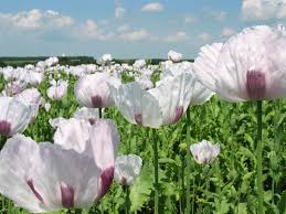Image result for Papaver somniferum