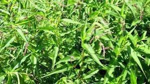 Attēlu rezultāti vaicājumam “Persicaria maculosa”