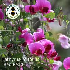 Attēlu rezultāti vaicājumam “Lathyrus latifolius bud”
