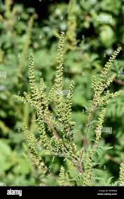 Attēlu rezultāti vaicājumam “Ambrosia artemisiifolia bud”