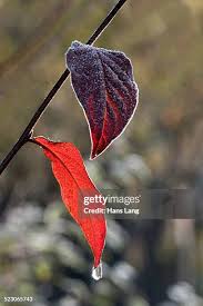 Attēlu rezultāti vaicājumam “Lonicera xylosteum leaf”