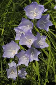 Image result for Campanula moesiaca