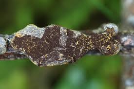 Attēlu rezultāti vaicājumam “Lignydium muscorum macro”