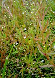 Attēlu rezultāti vaicājumam “Veronica scutellata bud”