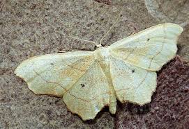 Attēlu rezultāti vaicājumam “Idaea emarginata”