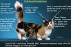 Munchkin Cat