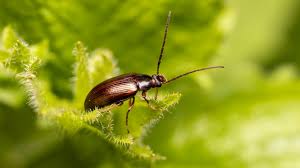 Attēlu rezultāti vaicājumam “Alleculidae”