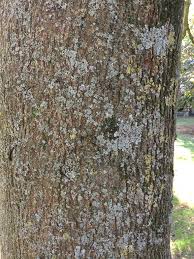 Attēlu rezultāti vaicājumam “Fraxinus excelsior Pendula female flower”