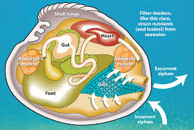 Attēlu rezultāti vaicājumam “Physarum bivalve sessile”