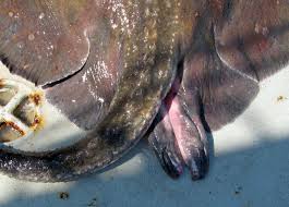 Image result for Bathytoshia centroura