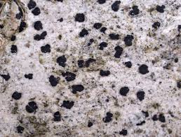 Attēlu rezultāti vaicājumam “Arthonia spadicea”