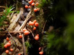 Attēlu rezultāti vaicājumam “Lycogala conicum macro”