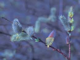 Attēlu rezultāti vaicājumam “Salix cinerea female flower”