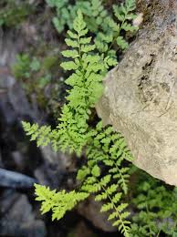 Attēlu rezultāti vaicājumam “Cystopteris fragilis”