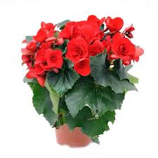 Image result for Бегония Элатиор 12х22 4601887072423