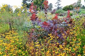 Attēlu rezultāti vaicājumam “Cotinus coggygria flower”