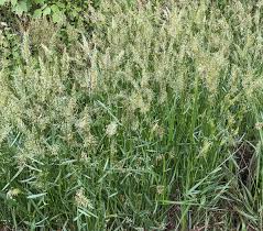 Attēlu rezultāti vaicājumam “Anthoxanthum odoratum flower”