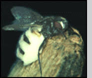 Attēlu rezultāti vaicājumam “Entomophthora”