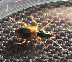 Attēlu rezultāti vaicājumam “Anchomenus dorsalis”