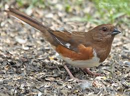 Image result for Pipilo erythrophthalmus