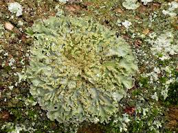 Attēlu rezultāti vaicājumam “Physconia enteroxantha”