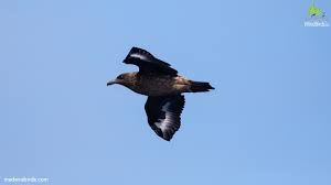 Image result for Stercorarius skua