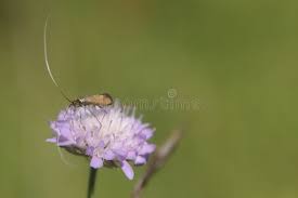 Attēlu rezultāti vaicājumam “Nemophora metallica”