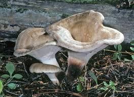 Attēlu rezultāti vaicājumam “Polyporus varius”