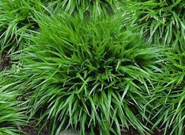 Attēlu rezultāti vaicājumam “Luzula pilosa bud”