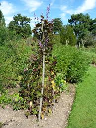 Attēlu rezultāti vaicājumam “Leguminosae”