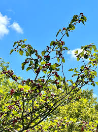 Attēlu rezultāti vaicājumam “Crataegus submollis”