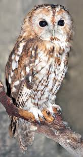 Image result for Strix aluco