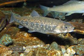 Image result for Salvelinus malma