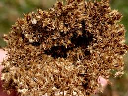 Attēlu rezultāti vaicājumam “Daucus carota subsp. carota fruit”