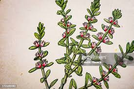 Attēlu rezultāti vaicājumam “Glaux maritima leaf”