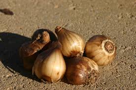 Attēlu rezultāti vaicājumam “Galanthus nivalis fruit”