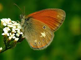 Attēlu rezultāti vaicājumam “Coenonympha glycerion”