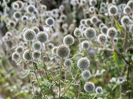 Attēlu rezultāti vaicājumam “Echinops sphaerocephalus flower”