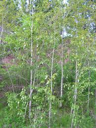 Attēlu rezultāti vaicājumam “Populus”