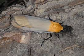 Attēlu rezultāti vaicājumam “Lithosia quadra female”