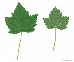 Attēlu rezultāti vaicājumam “Ribes nigrum leaf”