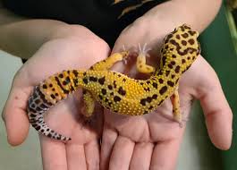 Attēlu rezultāti vaicājumam “Lophozia laxa macro”