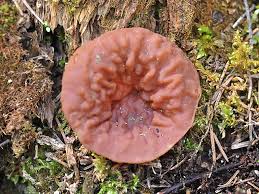 Attēlu rezultāti vaicājumam “Discina perlata”