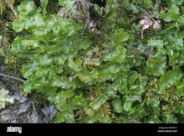 Attēlu rezultāti vaicājumam “Aneura pinguis”