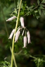 Image result for Adlumia cirrhosa