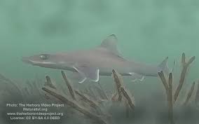Image result for Mustelus asterias