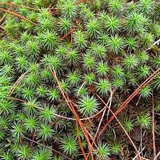 Attēlu rezultāti vaicājumam “Polytrichum commune”