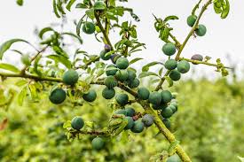 Attēlu rezultāti vaicājumam “Prunus spinosa fruit”